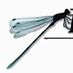 Dragonfly Unlimited, Inc